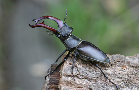 Käfer - © Erwin Holzer